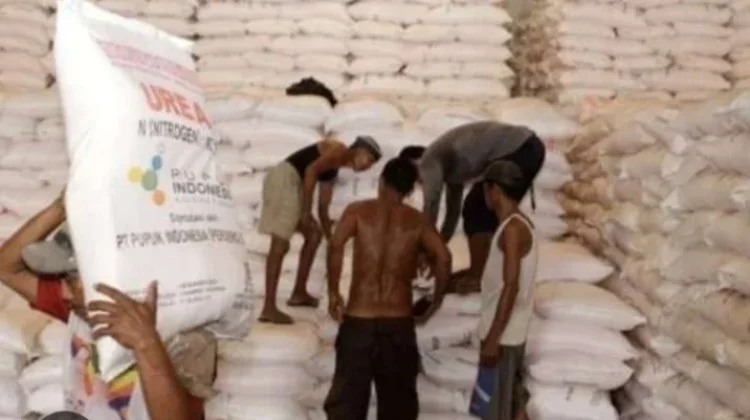 Petani di Aceh Singkil Keluhkan Sulitnya Mendapatkan Pupuk Bersubsidi