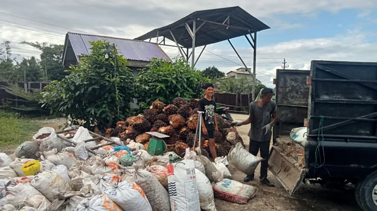 Harga Berondolan Sawit Akhir Pekan Bulan Juli Mengalami Kenaikan