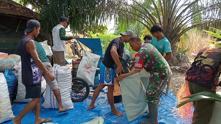 Dukung Petani, Babinsa Penanggalan Turun Langsung Bantu Giling Jagung