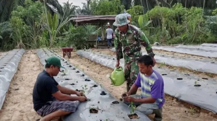 Babinsa Kampanyekan Tanam Cabai Dukung Ketahanan Pangan di Singkil