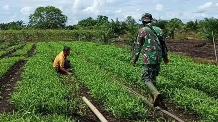 Pemanfaatan Lahan Produktif di Sultan Daulat Dorong Kemandirian Pangan