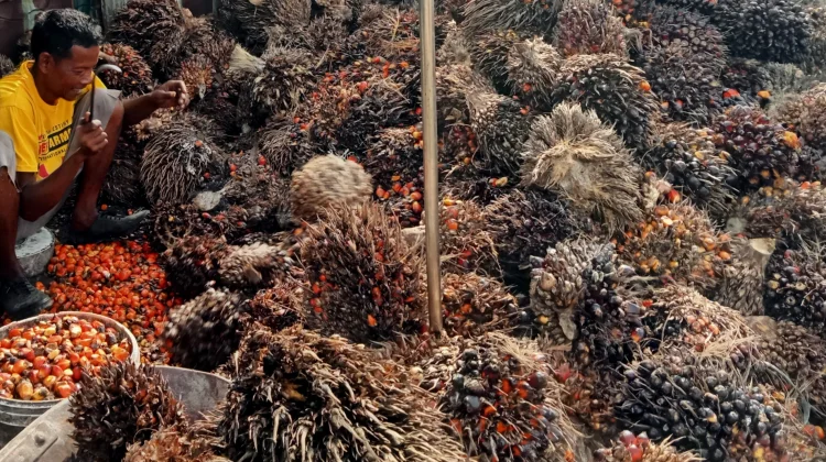 Cerita Buruh Kebun Sawit di Singkil, Menggantungkan Hidup dari Biji Berondolan