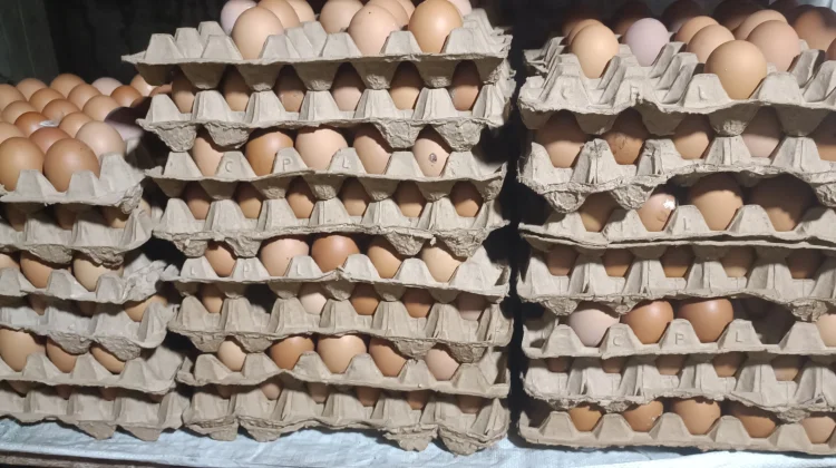 Harga Telur Ayam di Aceh Singkil Rp50 Ribu per Papan