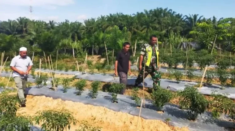 Babinsa Dorong Semangat Petani Perkuat Ketahanan Pangan di Aceh Singkil