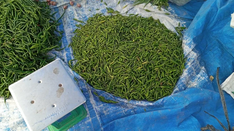 Harga Cabai Rawit di Aceh Singkil Tembus Rp70 Ribu/kilogram