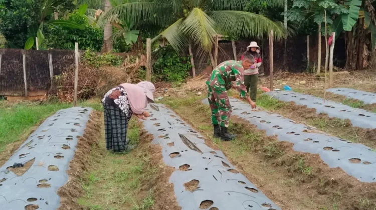 Kembangkan Ekonomi Desa, Petani Subulussalam Garap Budidaya Mentimun