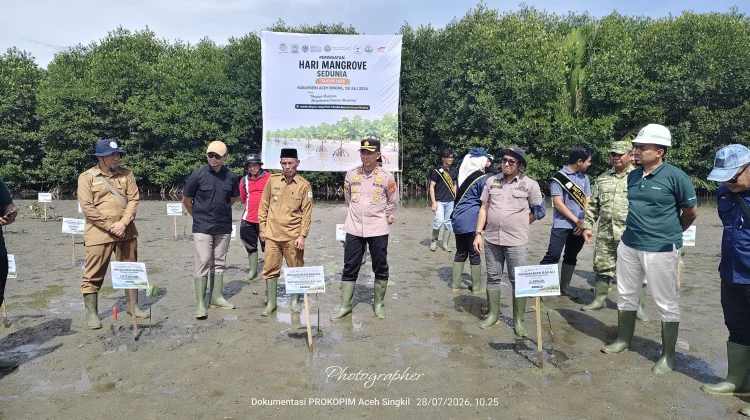 PT PLB Kembali Tanam 3 ribu Batang Mangrove di Pesisir Aceh Singkil