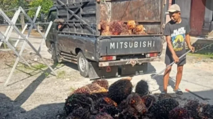 Petani Sawit di Singkil Tersenyum, Harga Sawit Kembali Melejit