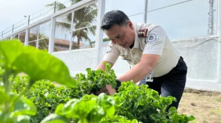 Rutan Singkil Panen Bayam Brazil, Bukti Nyata Hasil Ketahanan Pangan