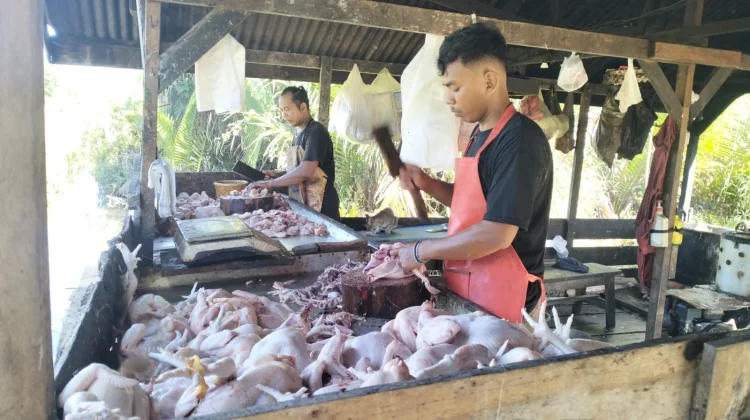 Harga Ayam Daging Broliler di Singkil Melejit, Tembus Rp48 ribu Per Kilogram