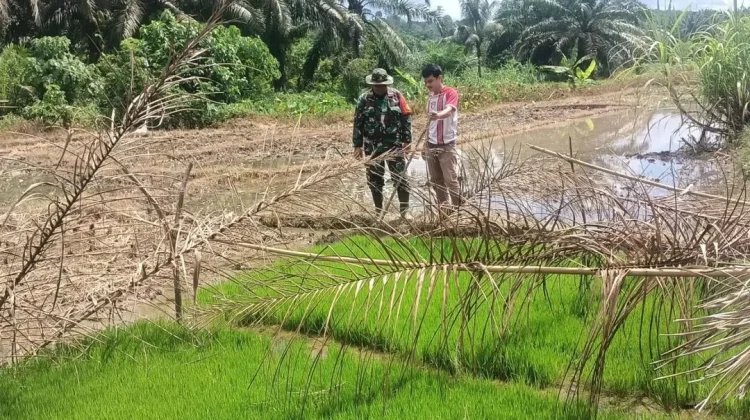 TNI dan Petani Perkuat Ketahanan Pangan di Subulussalam