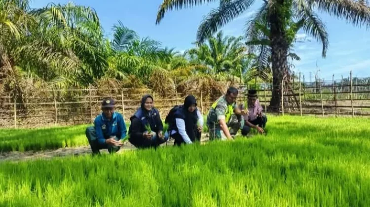 Babinsa dan Penyuluh Bantu Perkuat Ketahanan Pangan Warga di Singkil