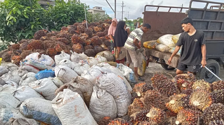 Harga TBS Sawit di Aceh Singkil Stabil, Rp2.700 Per Kilogram