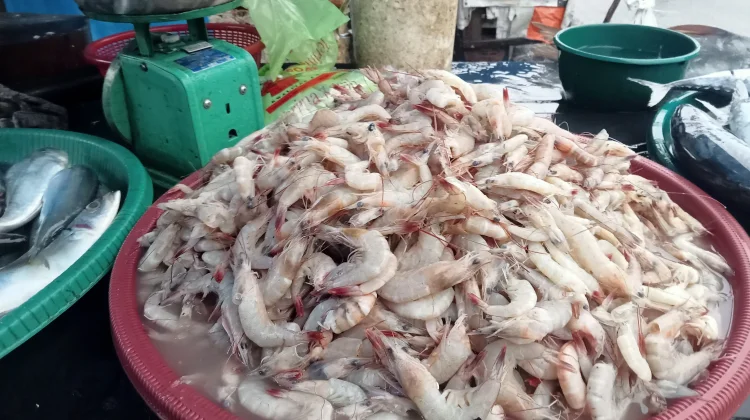 Harga Udang di Aceh Singkil Rp65 ribu Per Kilogram