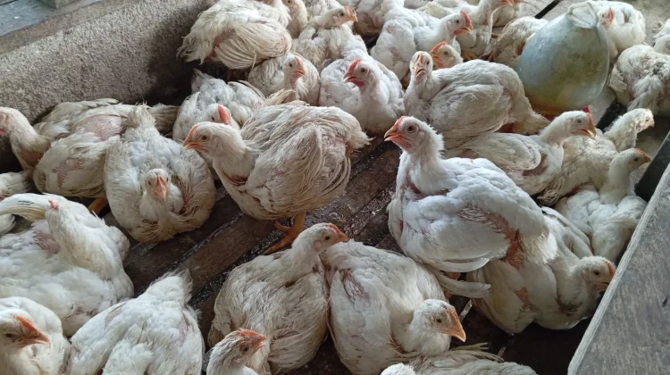 Harga Ayam Potong di Aceh Singkil Marangkak Naik