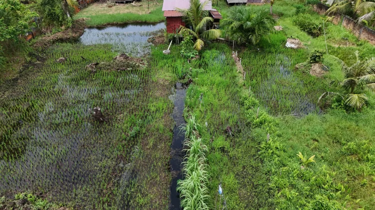 Warga Singkil Sulap Pekarangan Rumah Jadi Lahan Pertanian Padi