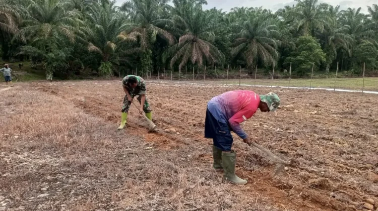 Dorong Produktivitas Pertanian, Prajurit TNI Olah Lahan Petani