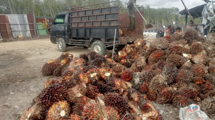 Akhir Pekan Pertengahan Agustus, Harga Sawit di Singkil Stabil