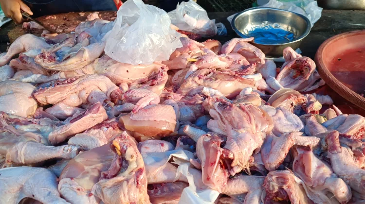 Stok Langka, Harga Ayam di Aceh Singkil Merangkak Naik