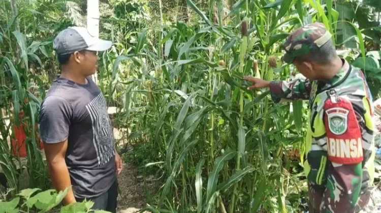 Dari Pekarangan Rumah, Warga dan Babinsa Perkuat Ketahanan Pangan