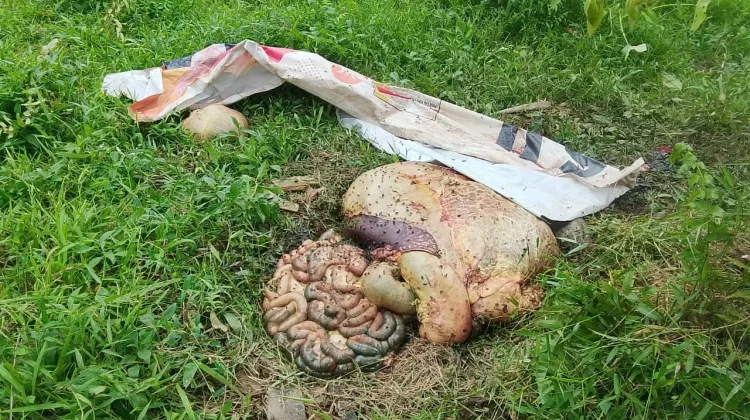 Marak Pencurian Lembu Modus Sembelih di Tempat Resahkan Subulussalam