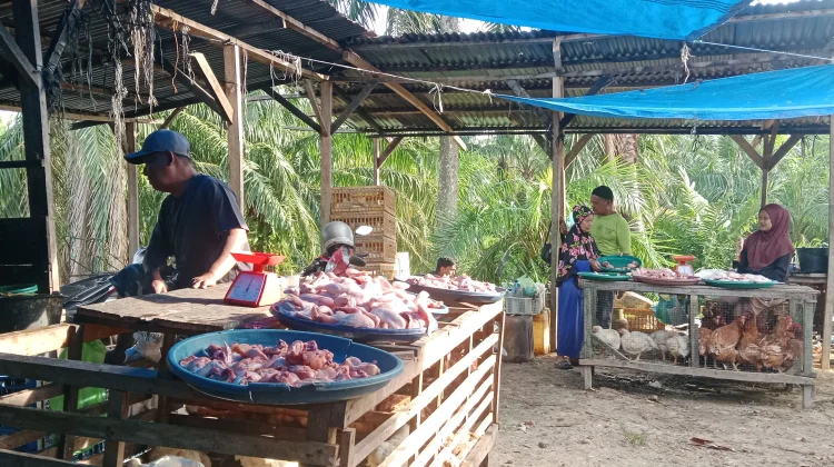 Harga Daging Ayam Broiler Bertahan Sebesar Rp60 ribu Perkilogram
