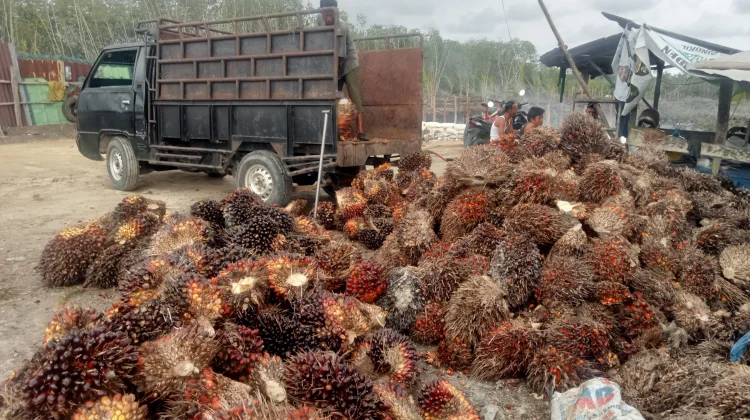 Harga TBS Sawit di Aceh Singkil Stabil Awal September