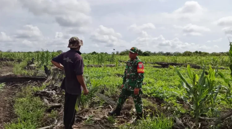 Prajurit TNI Subulussalam Kawal Ketahanan Pangan Lewat Komsos Petani