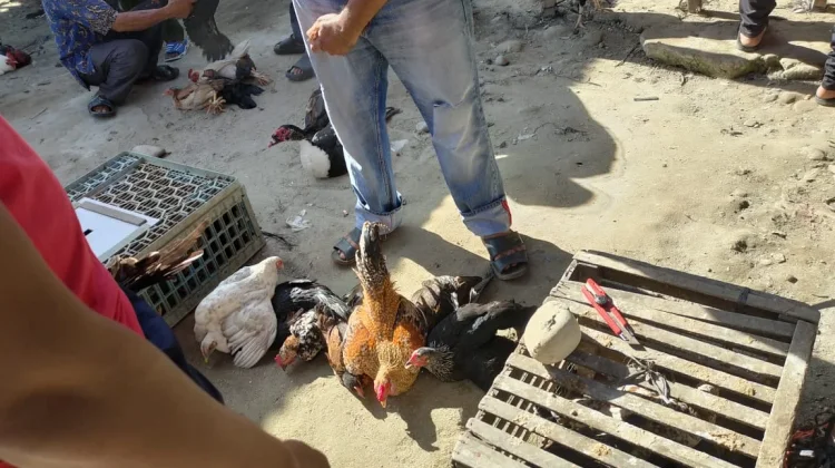 Harga Ayam Broiler Mahal, Warga Beralih ke Ayam Kampung