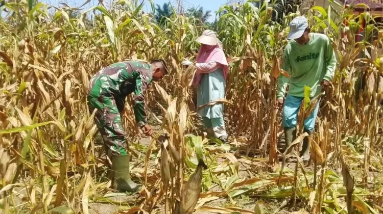 Warga di Subulussalam Genjot Produksi Jagung Tingkatkan Ekonomi