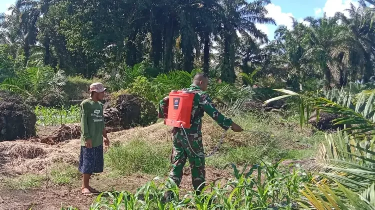 Cegah Gagal Panen, TNI Subulussalam Gencarkan Penyemprotan Lahan Jagung Warga