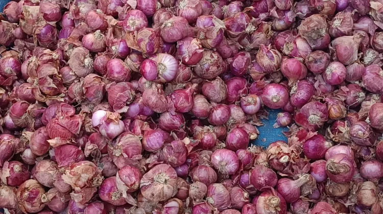 Cek Harga Bawang di Aceh Singkil Sabtu 12 September 2026