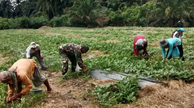 Petani Bersama TNI di Subulussalam Optimalkan Penyerbukan Semangka Non Biji