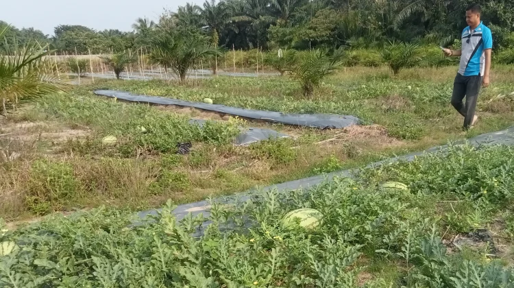 Petani Aceh Singkil Sukses Terapkan Tumpang Sari Semangka-Sawit