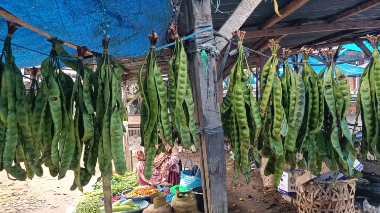 Pasokan Melimpah, Segini Harga Petai di Aceh Singkil