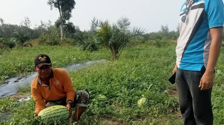 Petani Semangka di Aceh Singkil Targetkan Panen 10 Ton Bulan Ini