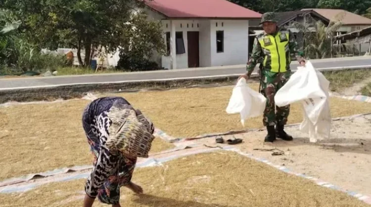 Hadir Ditengah Petani, Babinsa di Aceh Singkil Dukung Ketahanan Pangan Nasional