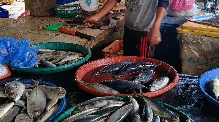 Update Harga Ikan di Aceh Singkil, Tongkol Rp50 Ribu Per Kilogram
