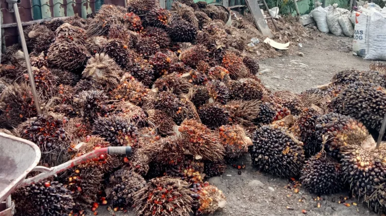 Harga Sawit di Singkil tembus Rp2.900 per kilogram