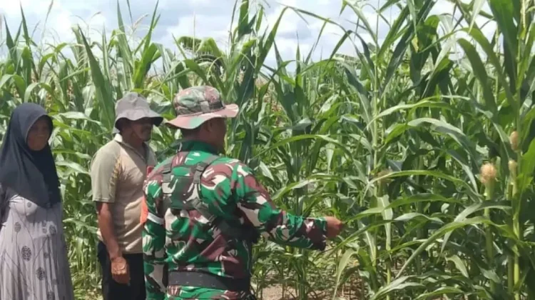 Dorong Ketahanan Pangan, Prajurit TNI Subulussalam Dampingi Petani Jagung