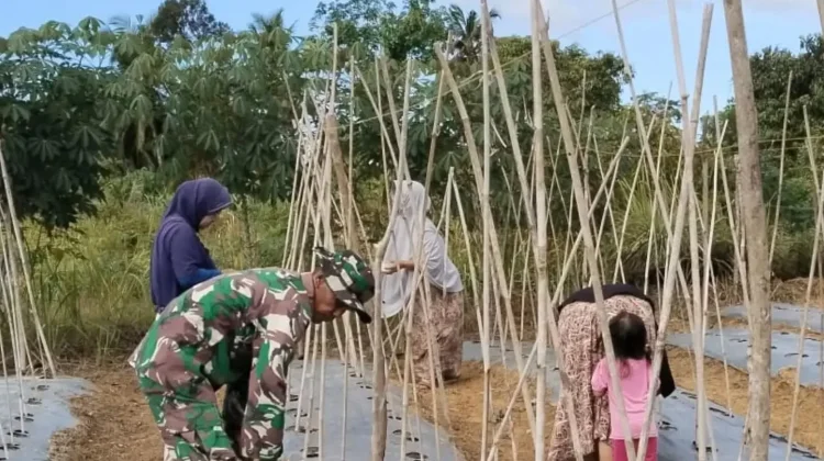TNI-Petani di Subulussalam Kolaborasi Perkuat Ketahanan Pangan