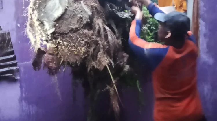 Pohon Tumbang Timpa Rumah Warga di Singkil