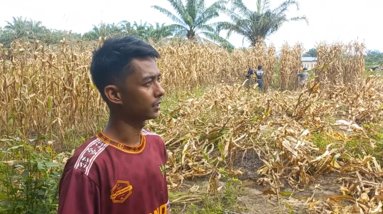 BUMDes Penanggalan Targetkan Empat Ton Jagung Panen Perdana