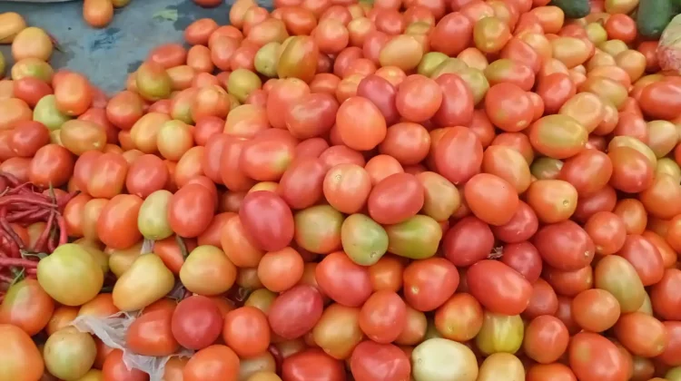 Harga Tomat di Singkil Tembus Rp15 ribu/kilogram