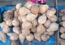 Harga Kelapa di Singkil Stabil jelang Ramadan