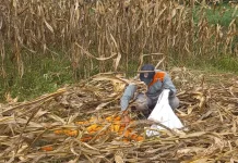 Intervensi Pemerintah Dibutuhkan guna Stabilkan Harga Jagung Lokal