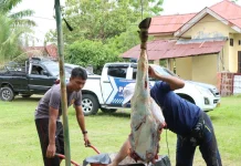 Polres Aceh Singkil Sembelih Empat Ekor Sapi Meugang