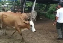 Dinas Peternakan Singkil Pastikan Daging Meugang Aman Konsumsi