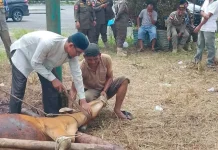 Sapi Bantuan Presiden Dipastikan Tersalurkan ke Warga di Subulussalam