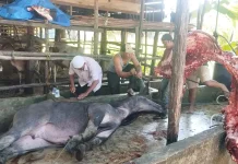 Bantuan Daging Meugang dari Presiden di Singkil Mendapat Sorotan